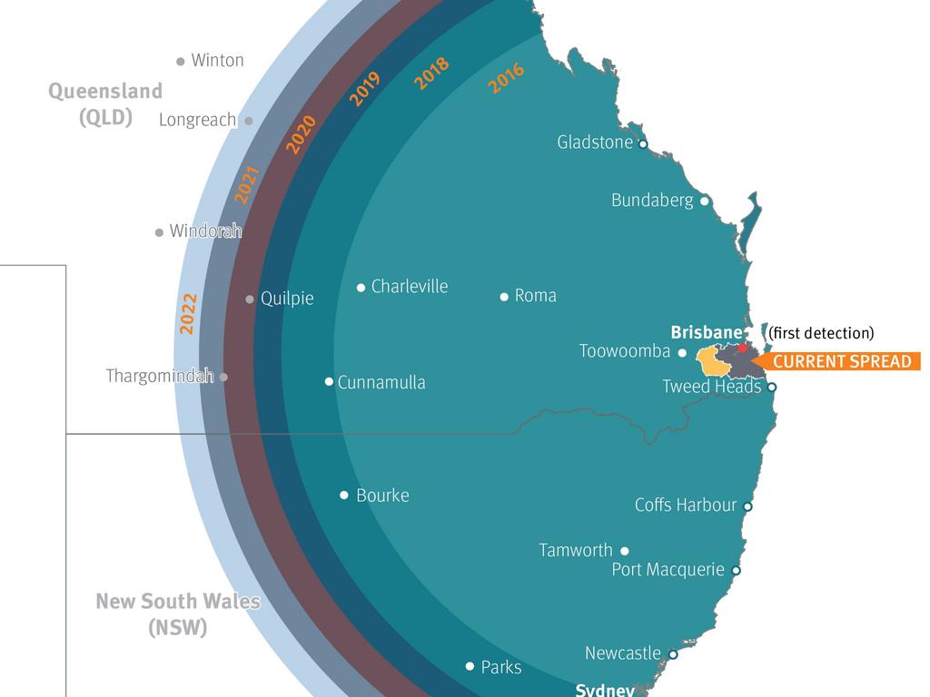 Fire Ants Disaster Scenario Forecast If Pests Make It Across Qld Border ...