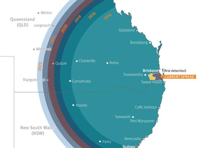 A map showing the spread of fire ants, with the pest being found just short of the NSW border. Picture: Supplied