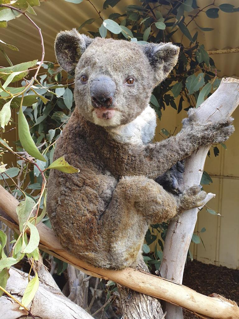 A koala rescued from the Kangaroo Island fires. Picture: Dana Mitchell/Kangaroo Island Wildlife Park via AP