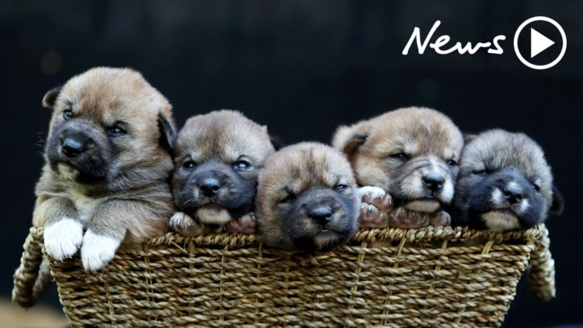 Wildly cute dingo puppies born in Sydney