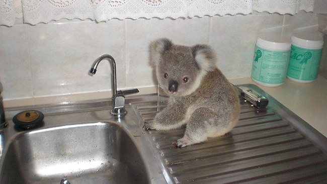 Jimmy the Koala