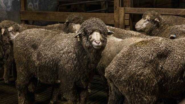 The Ioness Poll Merino flock aims for wool and meat.