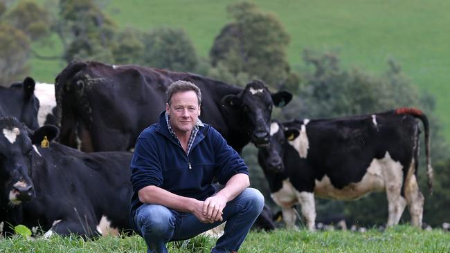 Dairy farmer Geoff Cox with his herd at Ringarooma. Picture: Chris Kidd