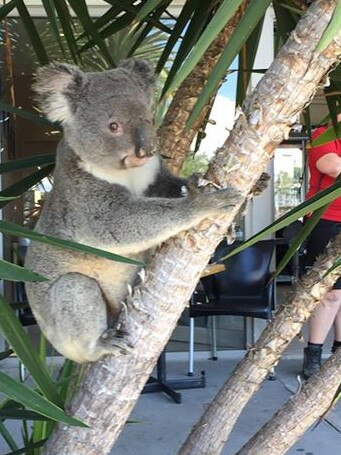 Melissa Wilkinson snapped these photos of a Koala outside the IGA Rothwell, north of Brisbane. Picture: Melissa Wilkinson
