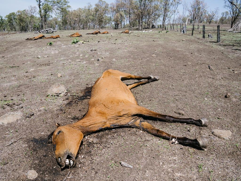 Starving and dead horses photographed at Toowoomba farm | Daily Telegraph