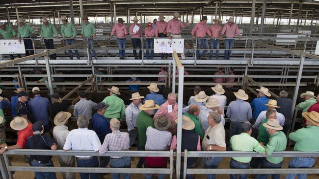 A big crowd gathered at the Wodonga calf market on January 6. Picture: Zoe Phillips