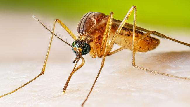 Adult female Cx. quinquefasciatus mosquito taking a blood meal. Picture: Supplied