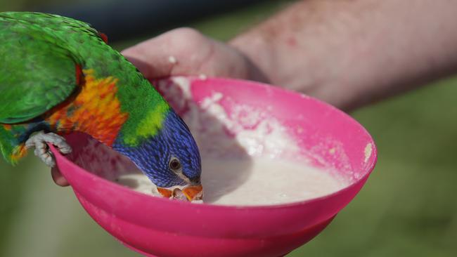 Grace eats a lorikeet nectar mixture. Picture: Timothy Clapin