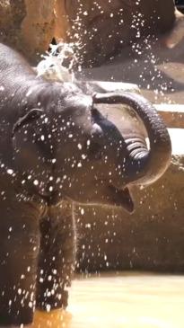 Baby elephants beat the heat at Melbourne Zoo