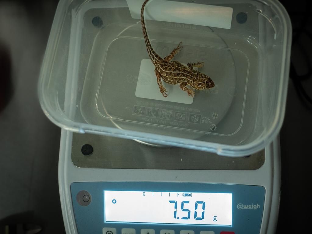 The tiny lizard’s rediscovery provides renewed hope for the critically endangered species, which was last sighted in 1969. Picture: NCA NewsWire via Melbourne Zoo