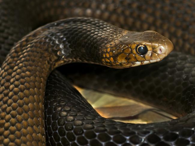 Man taken to hospital after being bitten on foot by snake