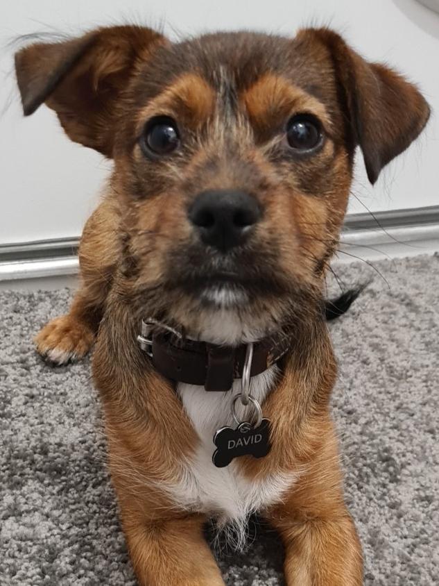 David, a cross jack russell, chihuahua and cavoodle, sent in by Abby Beeson, Mitchell Park.