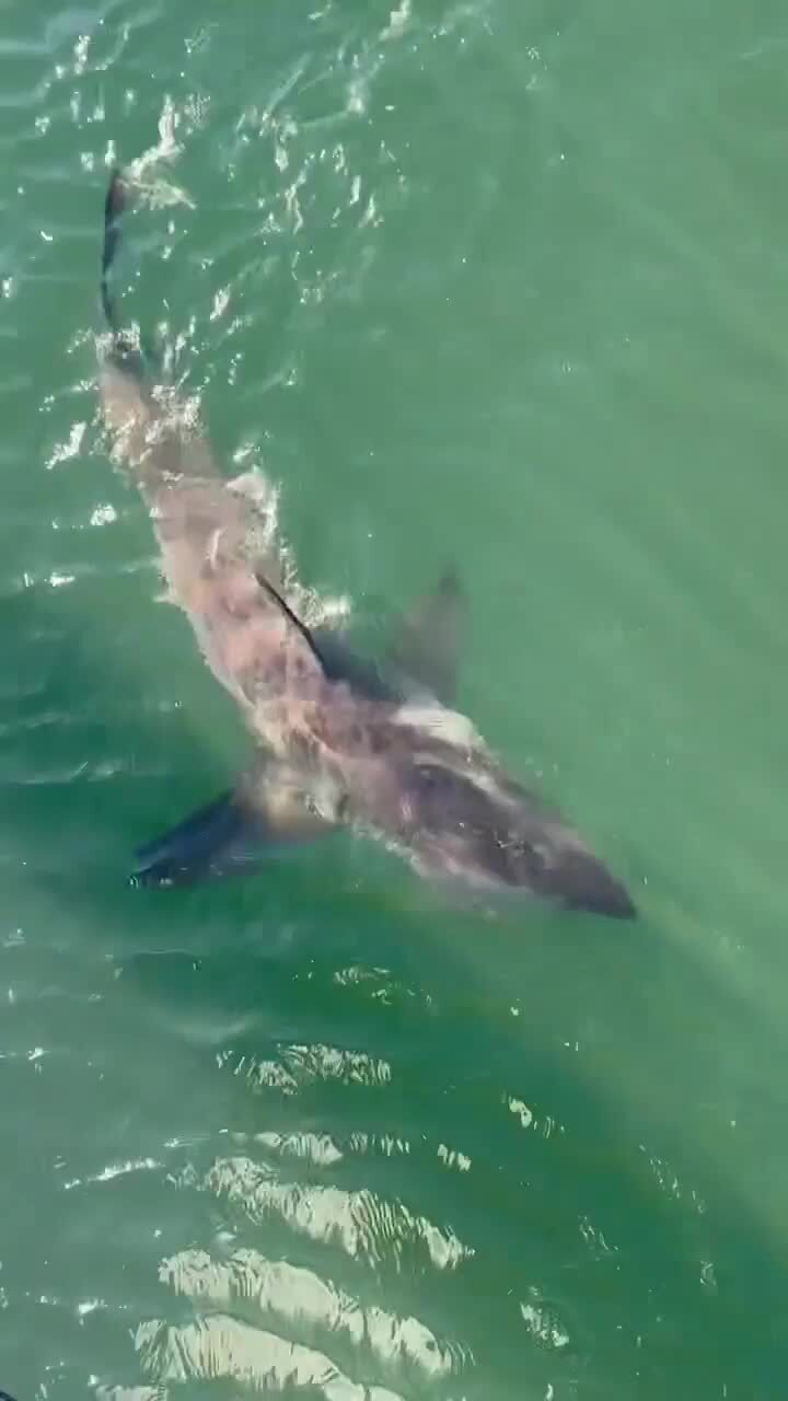 Sick shark circles Fleurieu shallows
