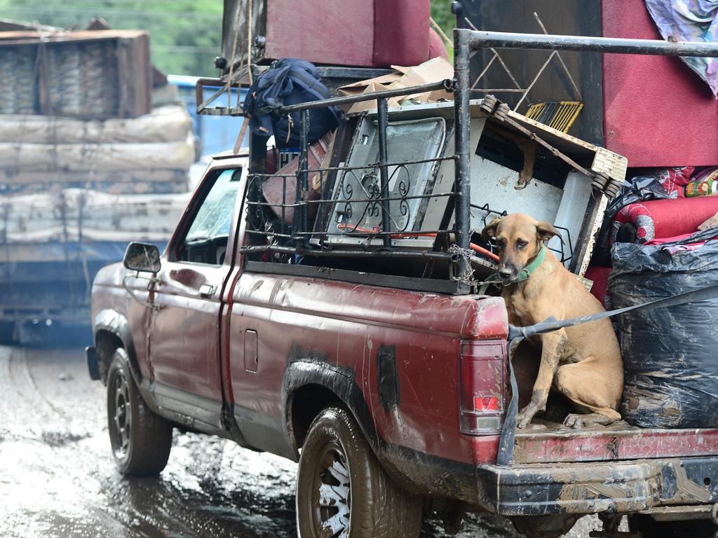 A dog sits on the back of a ute as residents leave a flooded area following the passage of Hurricane Eta in Honduras. Picture: Orlando SIERRA / AFP