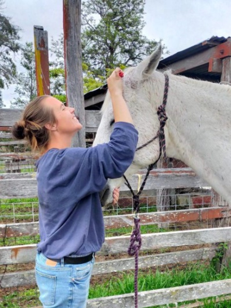 Chappo the horse getting brushed at L &amp; B Horse Rescue and Rehoming (Photo: supplied)