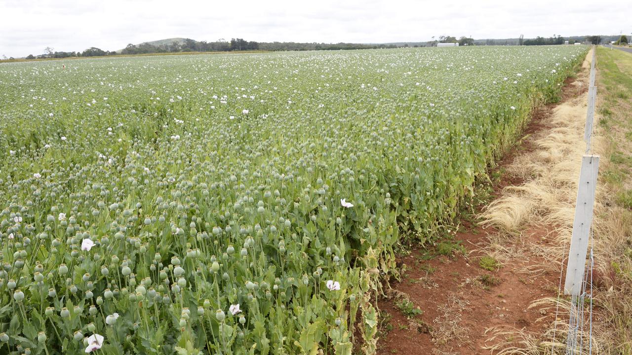 Opium Poppies are a key ingredient in the illegal product. Picture: Supplied.