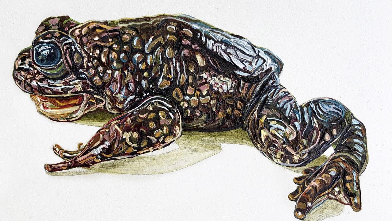 The now-extinct Northern gastric brooding frog. University of Newcastle professor and frog expert Michael Mahoney recently travelled to Eungella in hopes of finding it after discovering it in Eungella in 1984 before it went extinct two years later. Painting: Emma Lindsay, Queensland Museum.