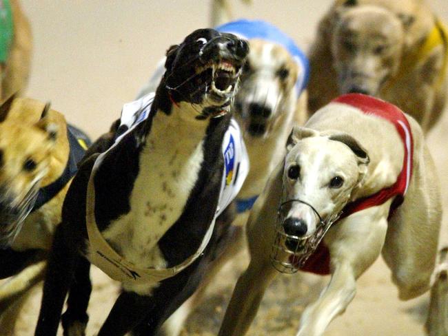 Greyhounds at Sandown - Melbourne Cup trials. Race 7. Malfoy comes from behind for an emphatic victory. This is a generic shot from that race tat does nor include him in it.