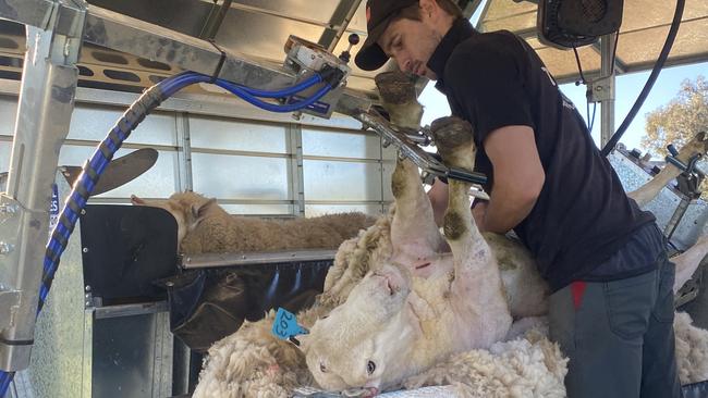 Nathan McClelland from Milindi Ram Shearing at Corowa, NSW, has bought a machine specifically for shearing rams so they do not need to be sedated.