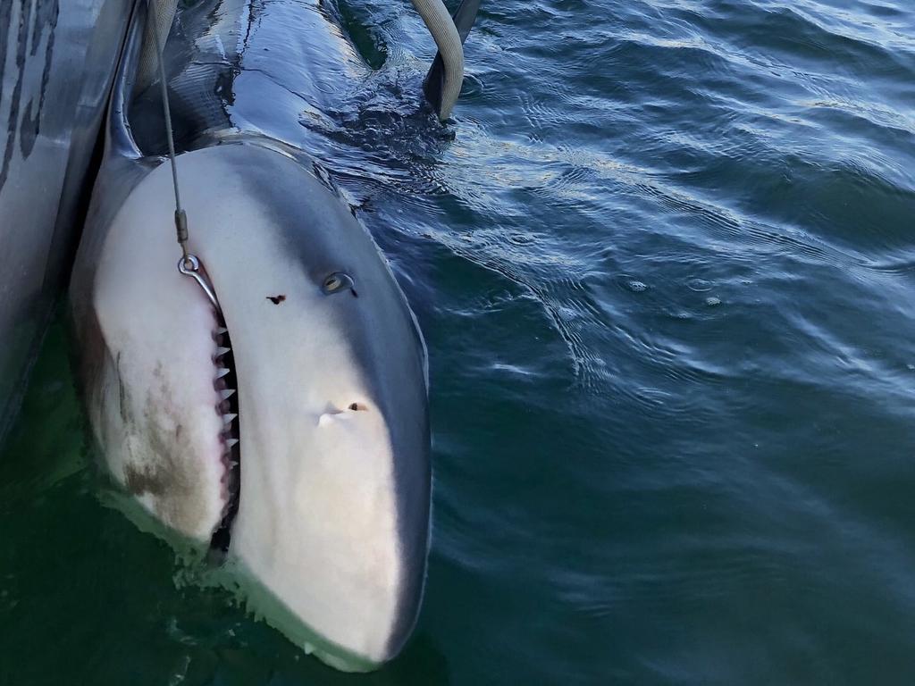 According to Mosman Collective, this 2.7m bull shark was first GPS tagged in 2017 and again captured off Clark Island in February 2019. The NSW DPI said the shark was tracked all the way to Queensland, before returning to local waters. The shark was released back into open waters. Picture: NSW Department of Primary Industries/via Mosman Collective