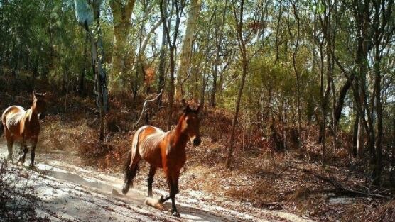 Footage has revealed there are still brumbies on Fraser Island.