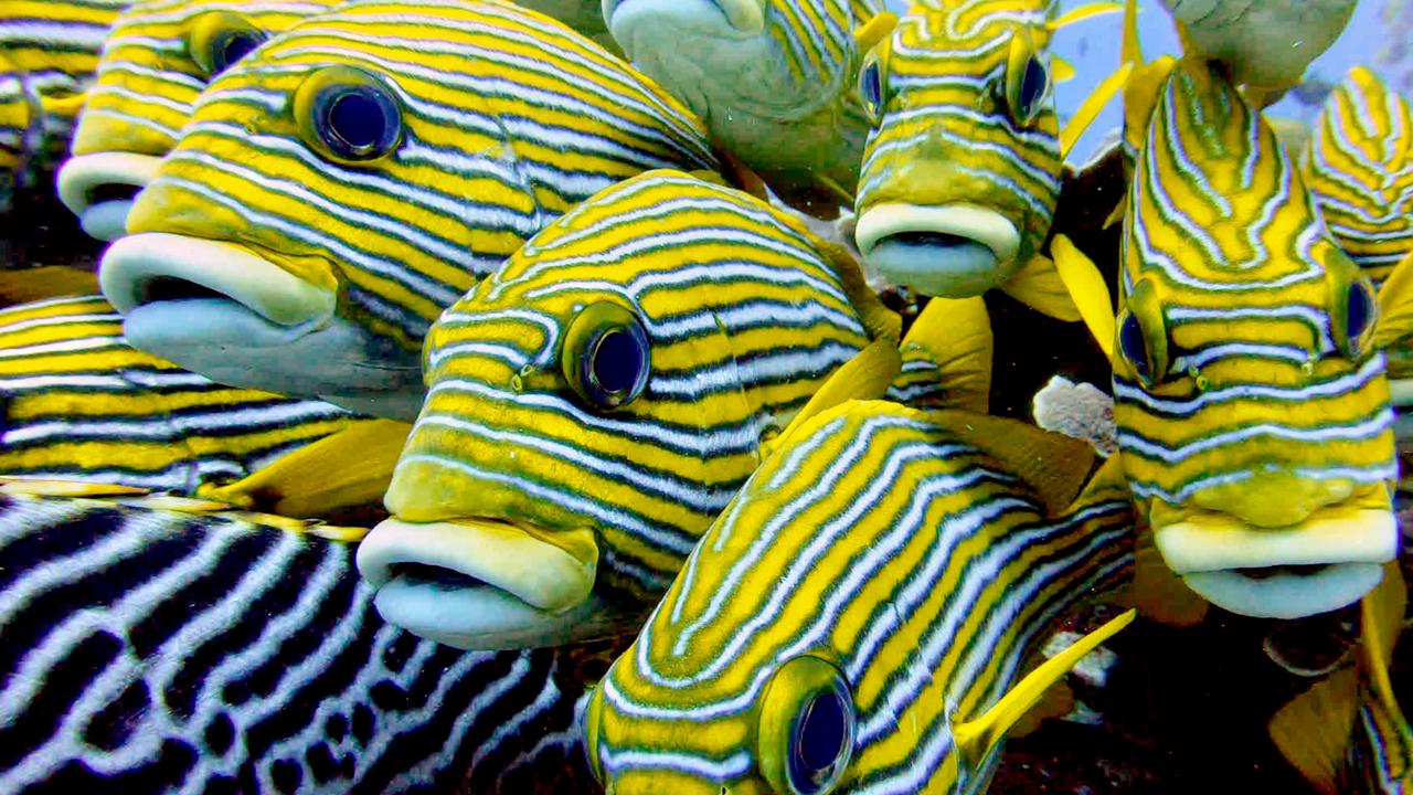 A school of Ribboned sweetlips, Plectorhinchus polytaenia. Photo: Supplied