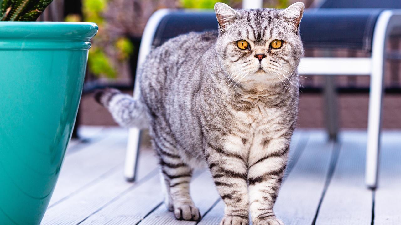 Former show cat, Elvis. Picture: Linda Higginson