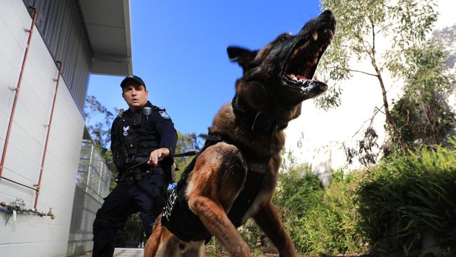 Queensland Police dog Robbie and Snr Const. Sligsby. File image. Picture: Scott Powick