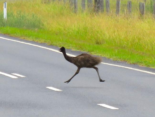 An endangered east coast emu crossing brooms head road taloumbi  on Christmas day. Photo: Stephen Otton