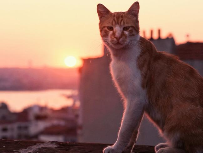 The documentary film Kedi, about the free-roaming felines of Istanbul, is a must-see, even for non cat people.