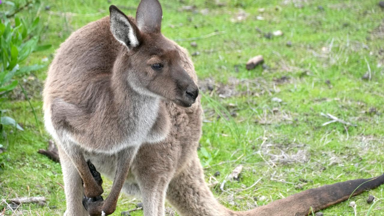 Cowboy shooters killing roos on private Yarra Ranges land