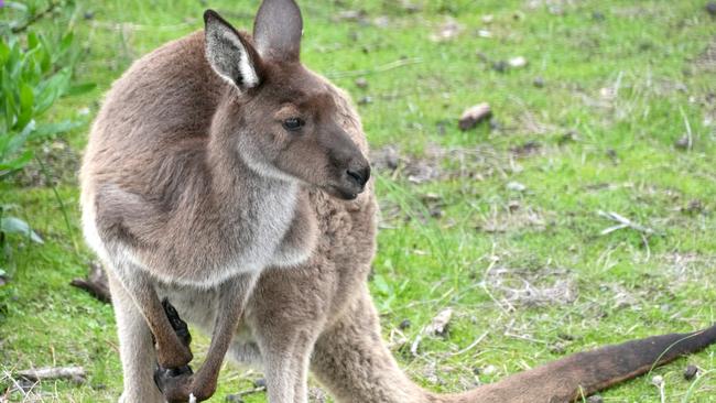 Kangaroos living their best life in Happy Valley. 18 July 2024. Picture: Dean Martin