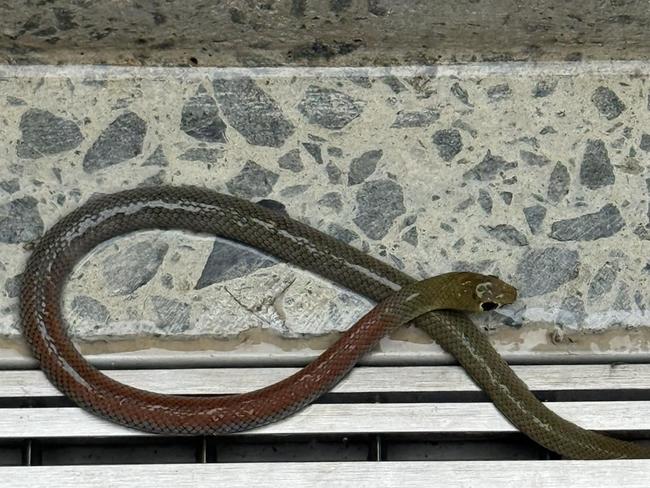 A yellow-faced whipsnake trying to stay dry in Brookfield, Brisbane. PHOTO: John Wacker