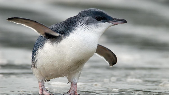 At least 18 little penguin carcasses have been discovered at Ulverstone.