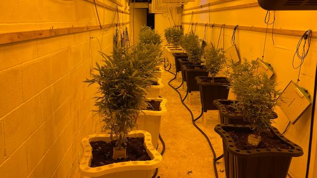 Nearly 20 cannabis plants being grown hydroponically in the underground bunker were seized. Picture: SA Police