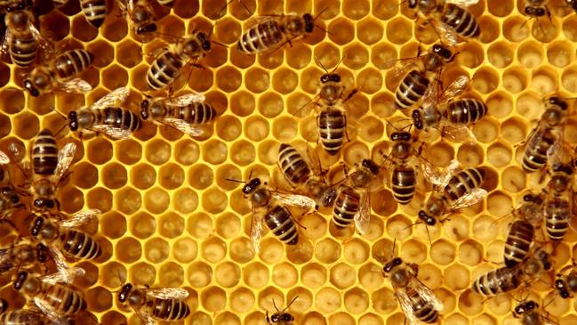 Backyard beekeeping. Picture: istock.