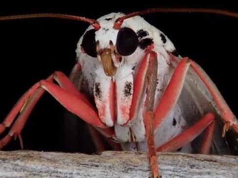 Frothing Moth, East Nanango