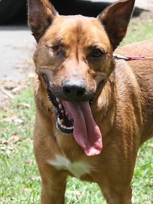 Rusty the Ridgeback cross Australian Kelpie