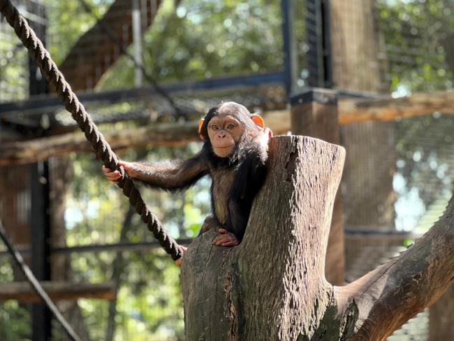 Rockhampton Zoo chimpanzee Mzuri