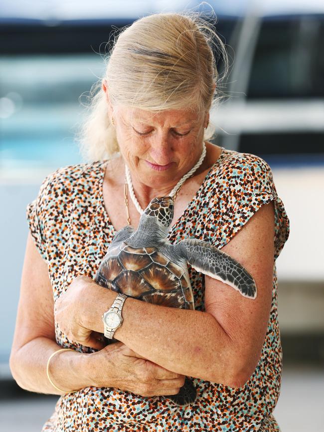 Jennie Gilbert from the Turtle Rehabilitation Centre cares for Leila, an eight month old Green Turtle who ingested micro plastics in waters off Cape York. Picture: BRENDAN RADKE.