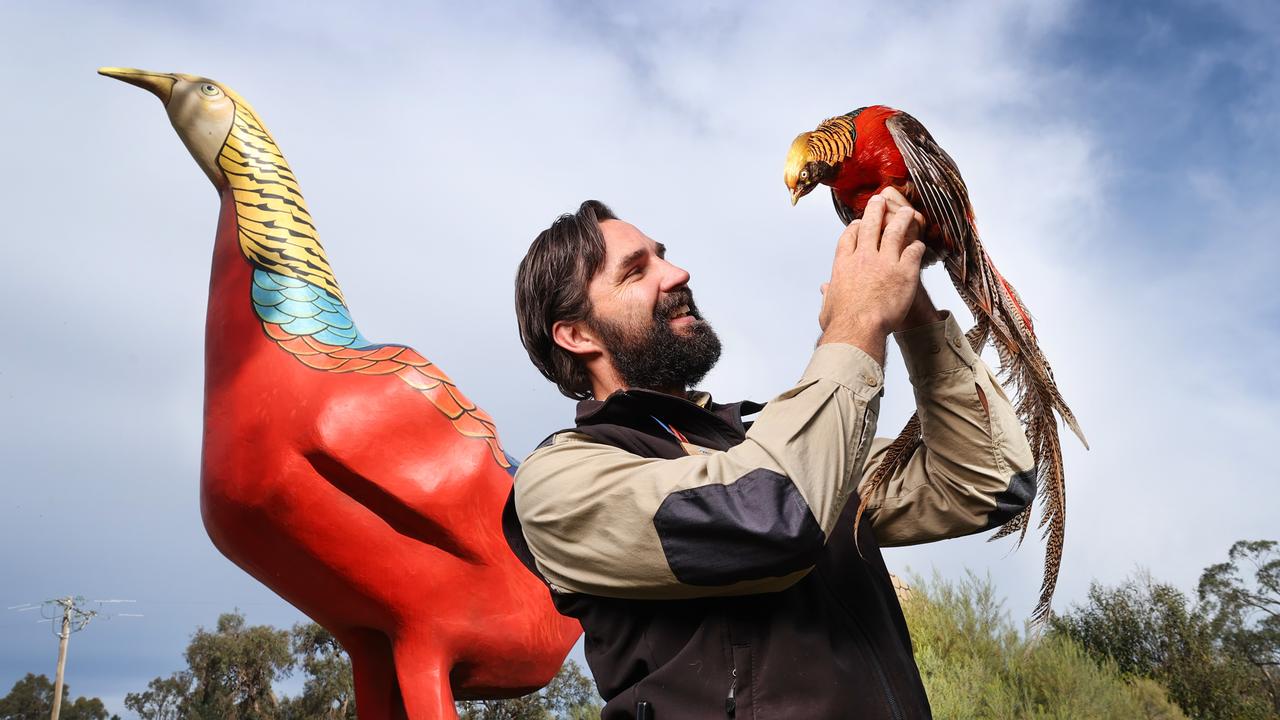 Gumbuya World Theme Park gave members of the public a chance to name its massive golden pheasant statue in 2021. Pictured is ranger Benny Bradley holding onto Gordon, a real-life golden pheasant. Picture: David Caird.