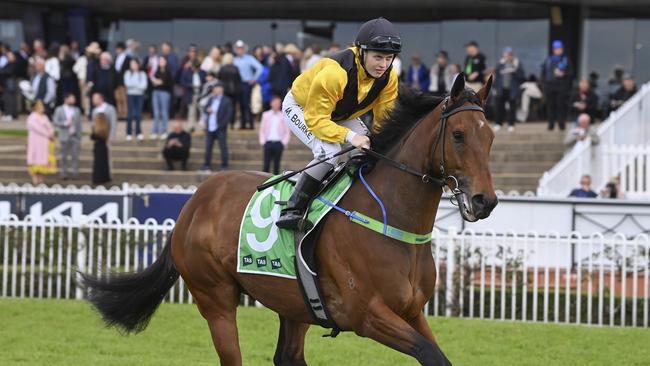 Raging Bull can turn his form around in the Wyong Cup Prelude. Picture: Bradley Photos