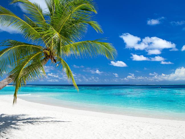 tropical paradise beach with white sand and coco palms travel tourism wide panorama background concept