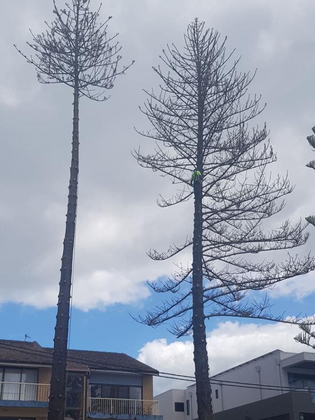 The trees being removed. Photo: Supplied