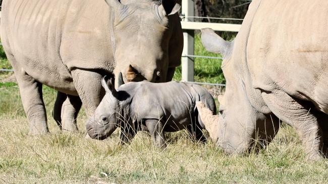 A white rhino calf being welcomed at Taronga Western Plains Zoo in Dubbo.