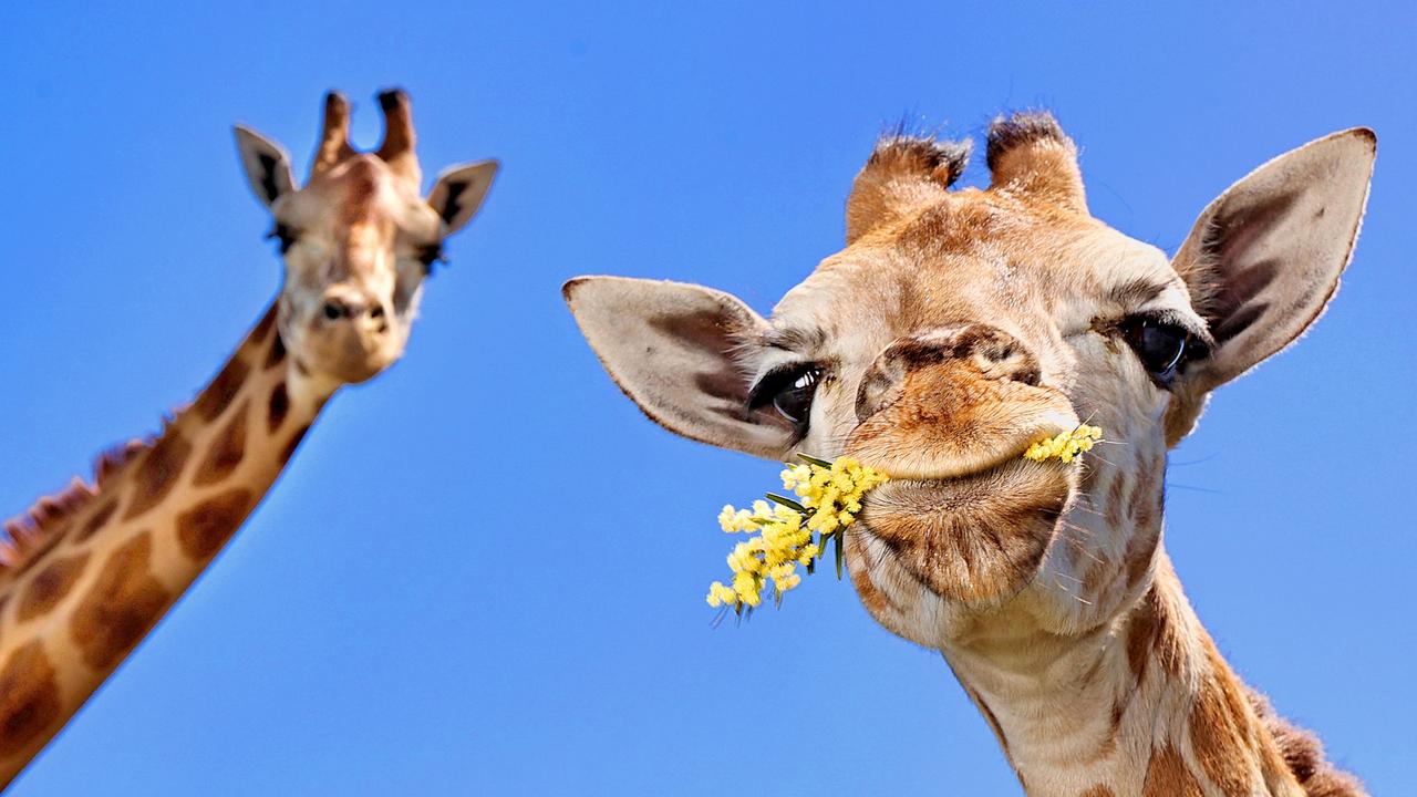 Obuya the giraffe (right, at four months old) with his mum Tulip. Picture: Tara Croser.