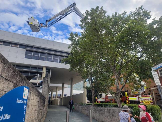 Skittles’ owner was placed four storeys high to collect and rescue the bird. Picture: Fire and Rescue NSW