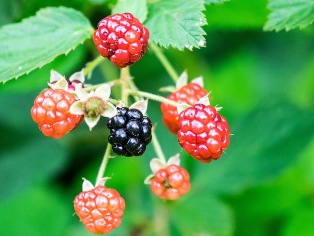 The State Government has warned bushwalkers blackberries have beenpoisoned and not to eat them. Picture: Environment Department.