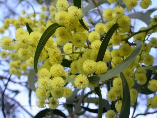 Golden wattle is native to Australia’s southeast.