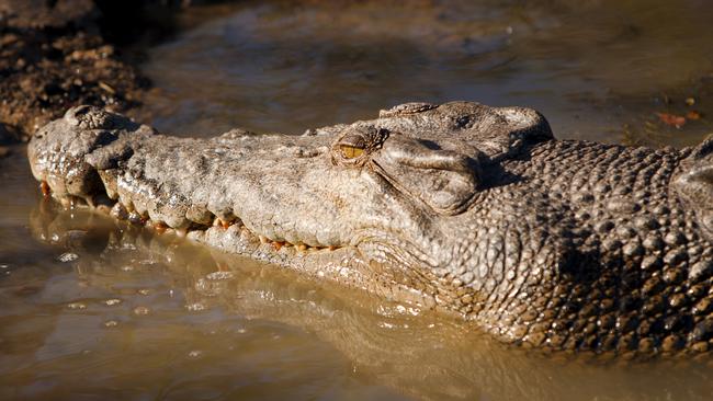 KAKADU WALKING ADVENTURE - Mark Daffey Also known as saltie, estuarine or Indo-Pacific crocodile, it is the world's largest living reptile. Yellow Water, Kakadu National Park.